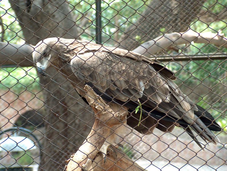 796px-Eagle_Lahore_Zoo_June302005.jpg