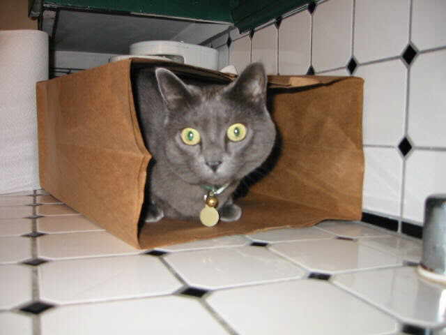 catbag.jpg